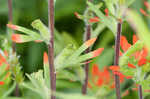 Scarlet Indian paintbrush